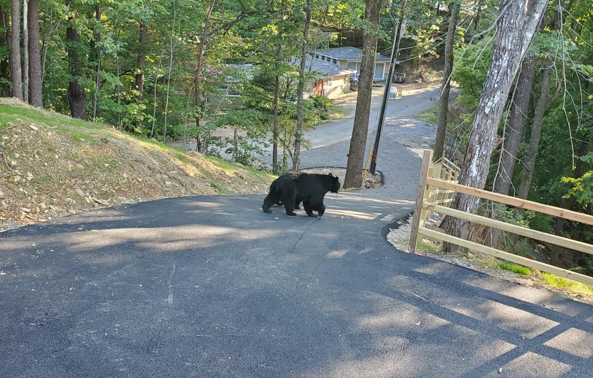 Can'T "Bear" To Leave Villa Sevierville Bagian luar foto